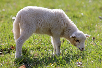 Lamm auf der Weide