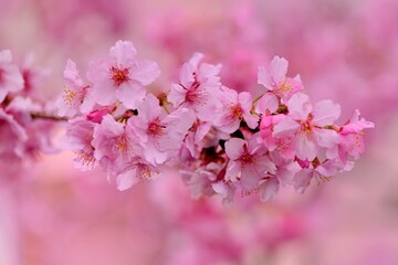 Fototapeta na wymiar Pink Lady Cherry Blossoms.Taiwan Sakura and Japanese cherry mixed species