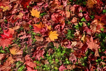 定山渓ダムでみたカラフルなカエデの落ち葉＠北海道