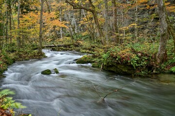 奥入瀬渓流で見た紅葉に囲まれた流れの情景＠青森