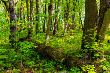 Fallen tree in the green forest