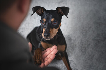 Portrait Mann Hund freundschaft auf grauem hintergrund mit Pfote