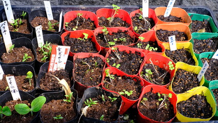 家庭菜園の時に使うの苗の写真