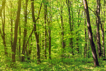 Fototapeta na wymiar Trees in the green forest