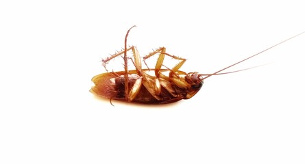 Dead cockroach 