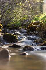 Fototapeta na wymiar weicher Flussverlauf durch Moos bedeckte Steine im Frühling kurz vor Sonnenuntergang, Langzeitaufnahme