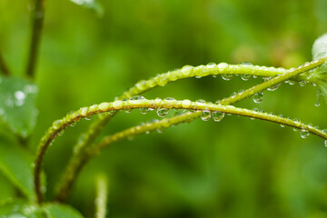 Rain drops on the plant, macro and close-up of the drops