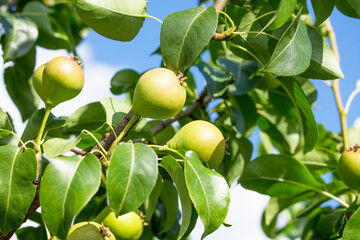 Close-up of fresh pear on pear tree branch in garden. Fruit background. Concept of gardening, harvesting and healthy eating.