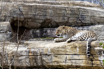 Leopard liegt in der  Sonne und schl&auml;ft auf einem Felsen im Zoo, strahlt Ruhe und Gelassenheit aus