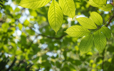 Fototapeta na wymiar Green leaf for nature on blurred background