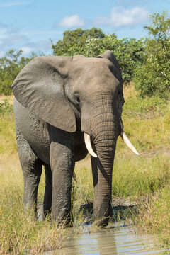 Beautiful African Elephant bull drinking from a small waterhole in the green landscape of Kruger National Park.