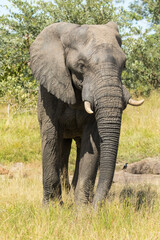 Fototapeta na wymiar Beautiful African Elephant bull standing in the green landscape of Kruger National Park.
