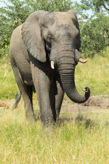 Fototapeta na wymiar African Elephant bull lifting his trunk and smelling, Kruger National Park. 