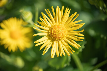 Beautiful garden flowers at their summer cottage on a sunny day, close-up.