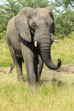 African Elephant bull lifting his trunk and smelling, Kruger National Park.
