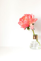 Fresh beautiful coral peony flower in the vase on the white table.	Copy space