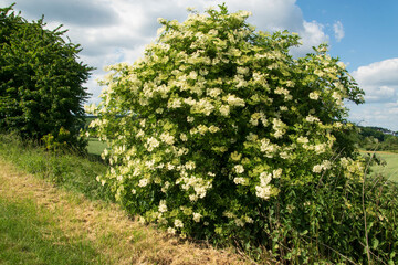 Hecke mit blühendem Holunderbusch, Sambucus nigra, an einem Feldweg.