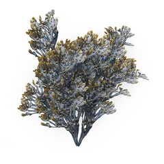 Photorealistic highly detailed 3D model of Egg Wrack seaweed H1. 3D render. © Andre