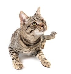 single young gray cat isolated on white background