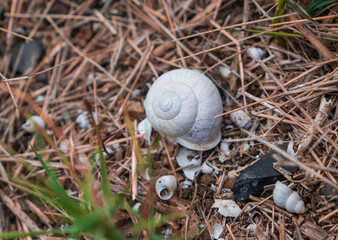 Close-up white snail shell on dead leaves in summer