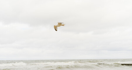 Baltic sea, front scenic view of waves on the beach, travel and summer panoramic background, web banner