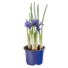 Beautiful ornamental flowering iris