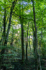 beautiful green trees in spring time