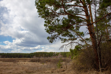 Forest landscape in the Urals. Birches, pines and cedars in a beautiful spring forest, the road and trails cross the thicket.