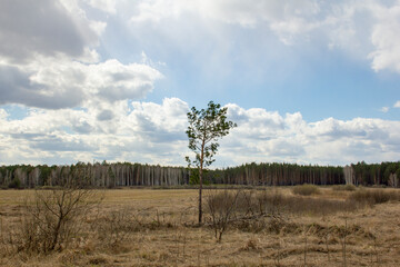 Forest landscape in the Urals. Birches, pines and cedars in a beautiful spring forest, the road and trails cross the thicket.