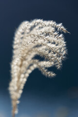 Naklejka premium ススキ