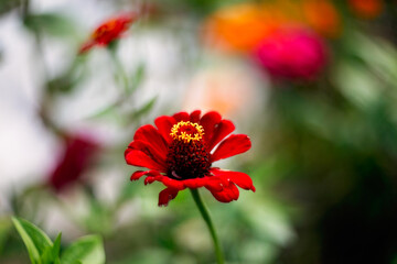 Red flower, background. Blur and macro photo