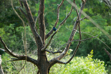 small black bird is on the dried tree branch  