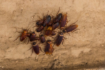 group of cockroaches on the wall , selective focus