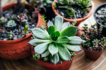 Kitchen windowsill with home plants. Top view.
