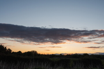 Calm sunset sky and forest silhouette. Muted colors