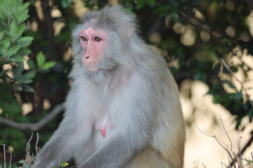 the wiild Monkey In Kam Shan Country Park, Kowloon