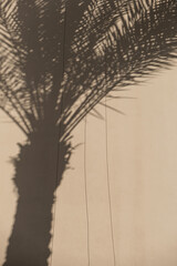 Tropical palm tree leaves and sunlight shadows on neutral beige wall. Aesthetic floral shadow silhouette background.