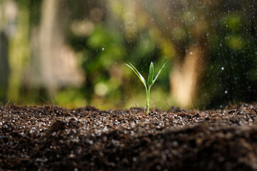 Close up young sprout in fertile soil with rain drop.