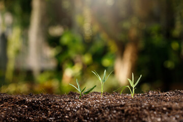 Close up young sprout in fertile soil with rain drop.