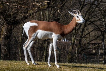 Dama gazelle, Gazella dama mhorr or mhorr gazelle is a species of gazelle