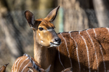 Nyala Antelope - Tragelaphus angasii. Wild life animal.