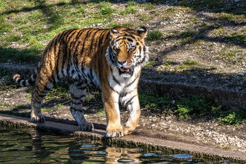 The Siberian tiger,Panthera tigris altaica in a park
