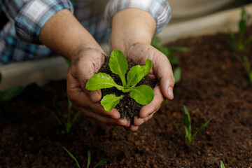 Gardener hand holding young vegetable sprout before planting in fertile soil