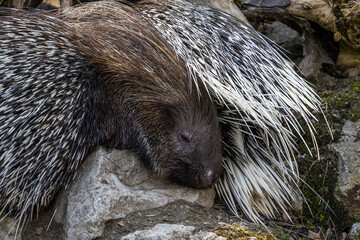 Indian crested Porcupine, Hystrix indica in a german nature park