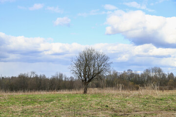 Spring landscape. The tree stands in the middle of the field, clouds float across the blue sky. Nature background