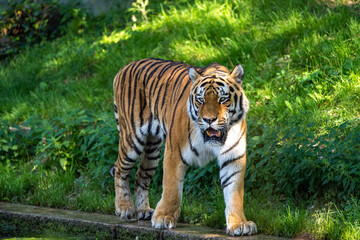 The Siberian tiger,Panthera tigris altaica in a park