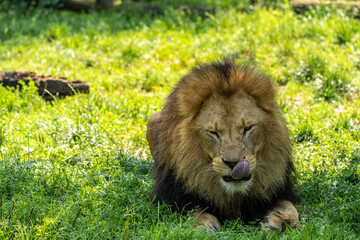 The lion, Panthera leo is one of the four big cats in the genus Panthera
