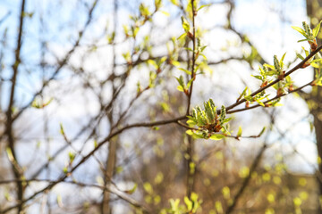Spring first green leaves bloom on tree branches. Nature wakes up
