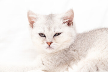 Small white British kitten sleeping on a white blanket.