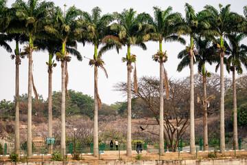 A row of palm trees lining a street at the Lalbagh Botanican Gardens in the city of Bengaluru.